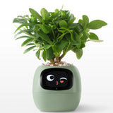 Intelligenter Blumentopf – Interaktives Smart-Pflanzen-Geschenk